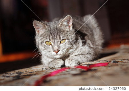 gray striped cat playing gray striped cat playing 24327960