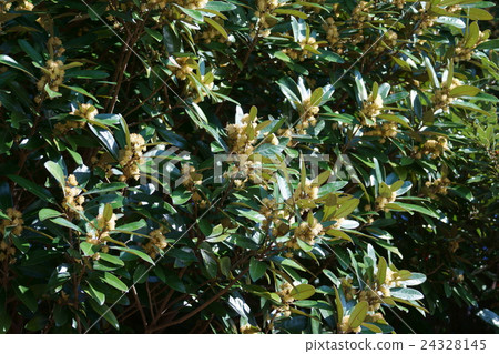 我是Hama Biwa Hama Baba。 我是Hama Biwa Hama Baba。 24328145