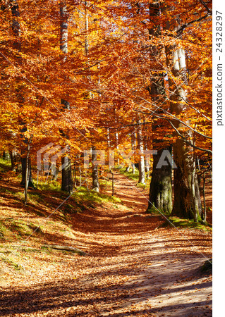 Beautiful trail in the autumn park Nature Beautiful trail in the autumn park Nature 24328297
