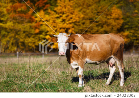 Single cow grazes in field. Blazing orange maple Single cow grazes in field. Blazing orange maple 24328302
