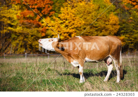 Single cow moos in field. Blazing orange maple 24328303