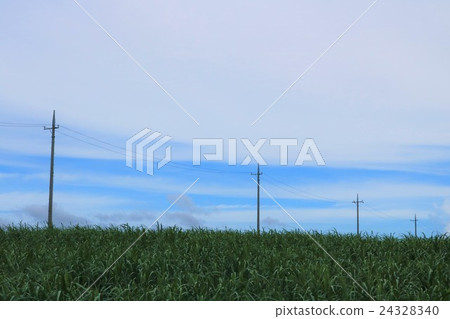 沖繩名護甘蔗田和電線桿 24328340
