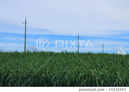 沖繩名護甘蔗田和電線桿 沖繩名護甘蔗田和電線桿 24328341