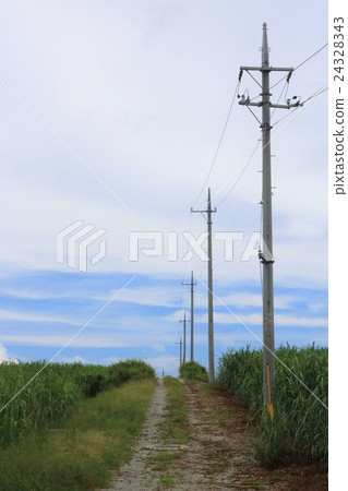 沖繩名護甘蔗田和電線桿 沖繩名護甘蔗田和電線桿 24328343