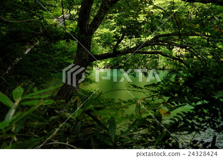 Dark green trees on the pond in the entrance and sun leaves 24328424