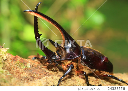 Neptune Beetle Beetle 24328556