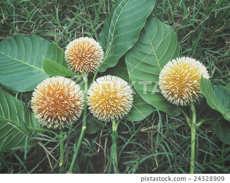 Yellow flowers Yellow flowers 24328909