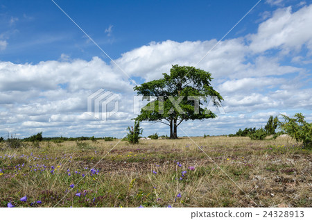 Plain grassland summer view Plain grassland summer view 24328913