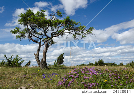 Summer view by a windblown pine tree 24328914