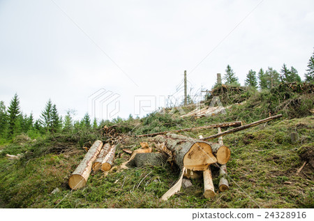 Forestry - Harvesting renewable resources 24328916