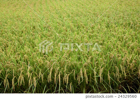 Fruit's autumn is nearing Rice field Fruit's autumn is nearing Rice field 24329560