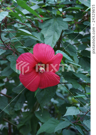 Titan Bikasu is a child of grass Furong and autumn leaves. 24329655