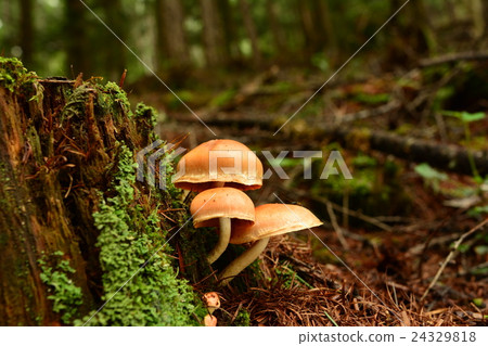 Red clover _ 201 60823 24329818