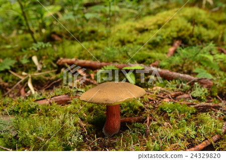 Acropnidius  -  20150729 24329820