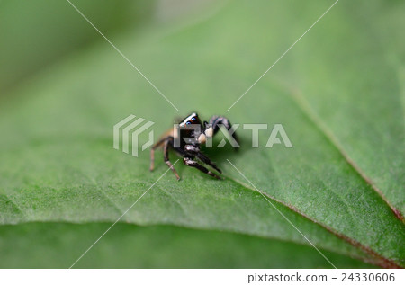 Mamijiro Fly Tric: · Brown spider fist spider, front Mamijiro Fly Tric: · Brown spider fist spider, front 24330606