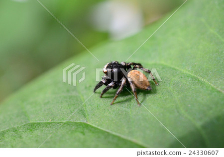 Mamijiro Fly Tric:·布朗蜘蛛拳蜘蛛,背後 Mamijiro Fly Tric:·布朗蜘蛛拳蜘蛛,背後 24330607