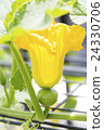 南瓜花和幼蟲 南瓜花和幼蟲 24330706