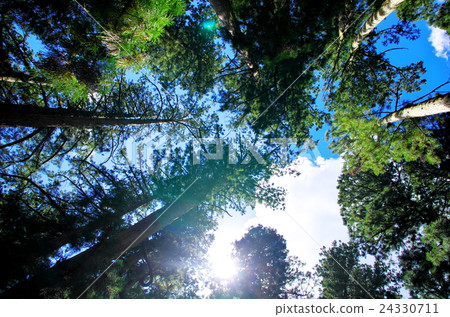 Cedar grove of Koyasan Okuninin Cedar grove of Koyasan Okuninin 24330711