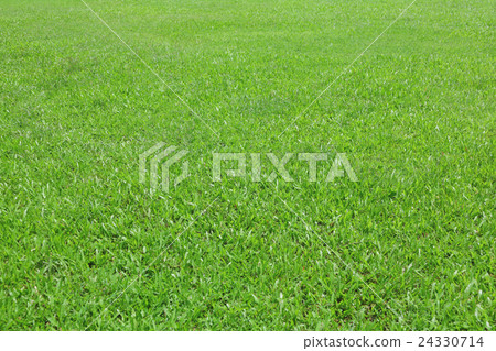 Lawn Lawn 24330714