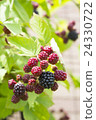 黑莓收穫前 黑莓收穫前 24330722