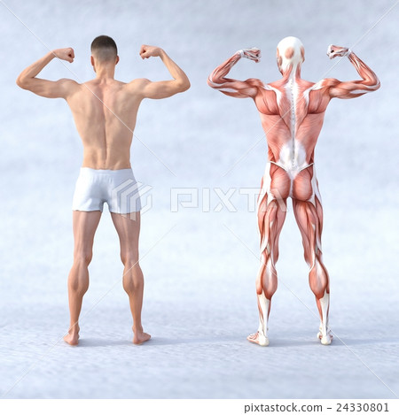 男性肌肉標本人體標本perming3DCG插圖素材 24330801