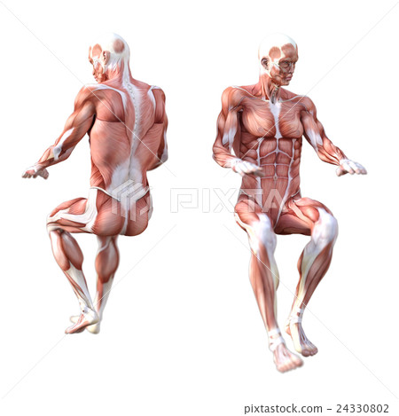男性肌肉標本人體標本perming3DCG插圖素材 男性肌肉標本人體標本perming3DCG插圖素材 24330802