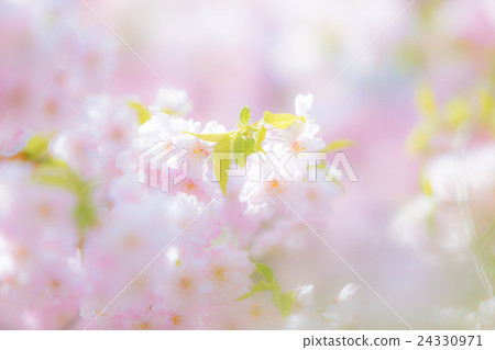 留下櫻桃樹 24330971