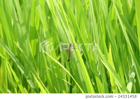 Dragonfly Dragonfly Dragonfly Dragonfly 24331458