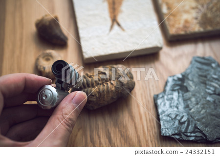 fossil fossil 24332151