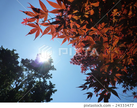 秋天的樹葉 24333477