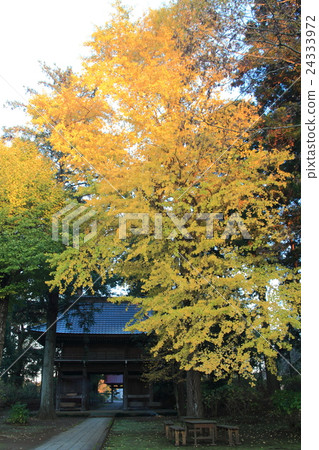 秋天的樹葉 24333972