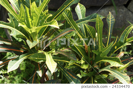 Houseplant 03 24334470