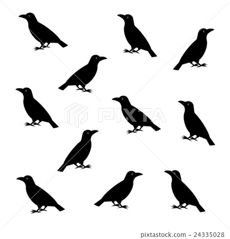 烏鴉 24335028