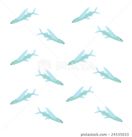 飛魚 24335033