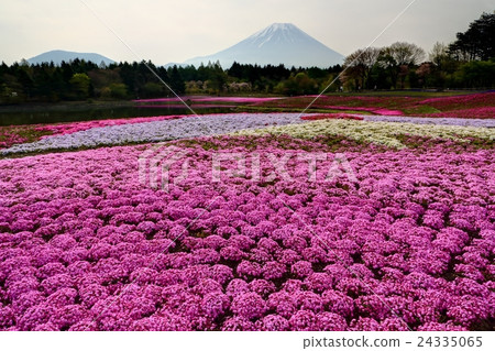 富士山和蘑菇 富士山和蘑菇 24335065