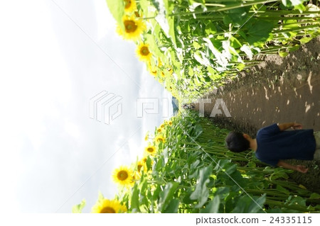 Sunflower maze Sunflower maze 24335115