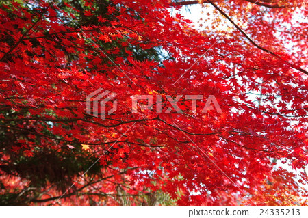 花山秋天 24335213