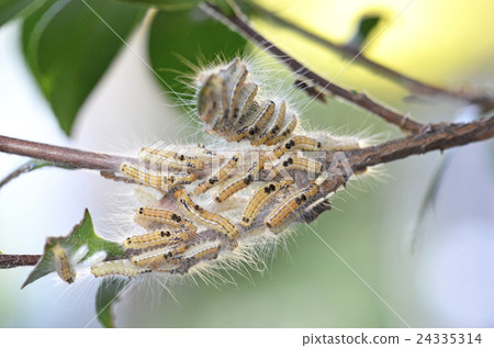Caterpillar larva which eats leaf of sawan flower Caterpillar larva which eats leaf of sawan flower 24335314