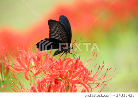 Butterflies and amaryllis 24335425
