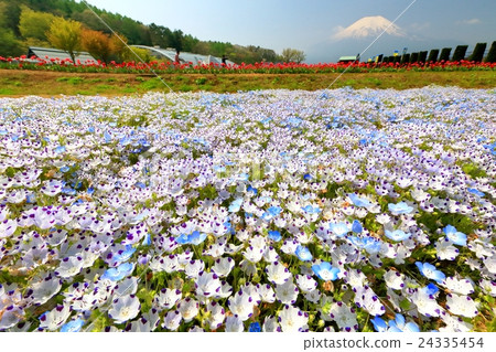 富士和Nemophila花 24335454