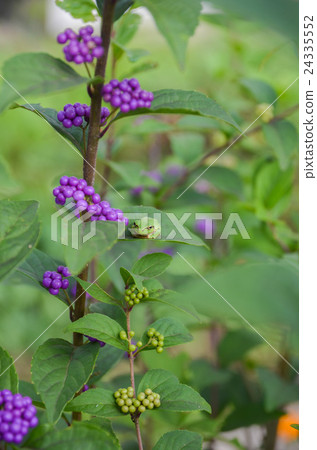 Frog and Murasakikibibu 24335552