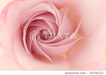 Rose · lilac beauty Rose · lilac beauty 24336113