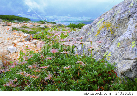 在白馬Yagetake [Hakuba Miyama]開花的白花組 24336195