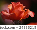 Rose of orange 24336215