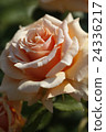 Cream rose 24336217