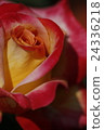 Rose of orange 24336218