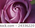 purple rose 24336220