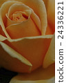 Rose of orange 24336221