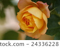 Rose of orange 24336228