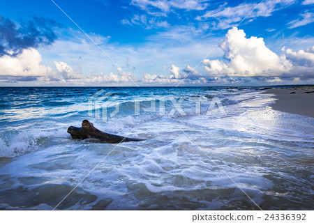 Beach, driftwood, landscape, Okinawa. 24336392